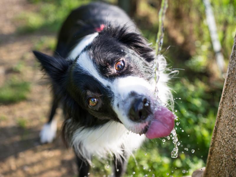 Dog drinking out of tap